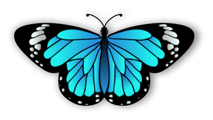 Monarch Butterfly Drawing