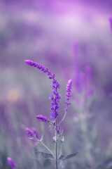 Meadow purple sage flower on a beautiful background. Dreamy art image of nature with salvia...