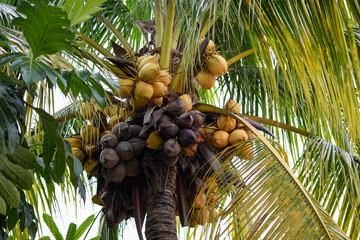 A bunch of ivory coconuts and rotten coconut on a coconut tree.