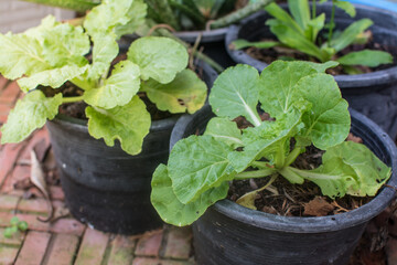 cabbage growing in the garden