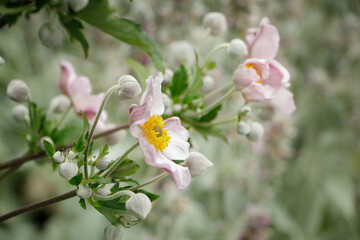 beautiful flowers in the garden
