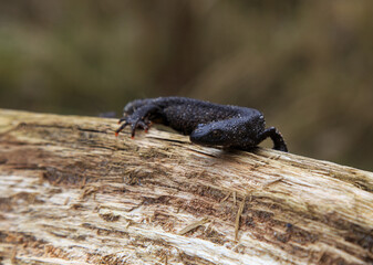 lizard on the ground