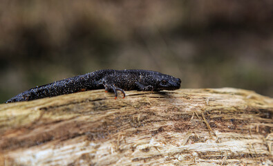 lizard on the ground