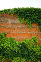Fototapeta na wymiar wall with greenery