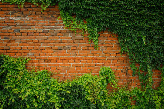 wall with greenery © Sviatlana Zhornava