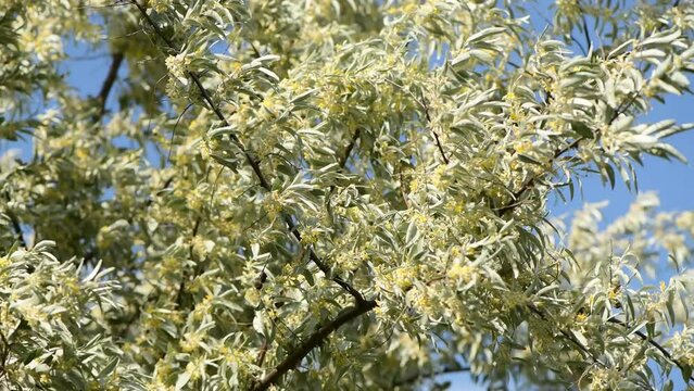 Elaeagnus angustifolia, commonly known as Russian olive is blooming in spring