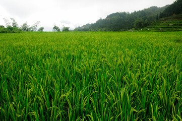 Mist hanging over the rice or cloud terraces and a small village of Yunhe County near Lishui city in Chaoshan located in Zhejiang province China.