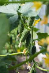 Many beautiful cucumbers on one branch grow in a greenhouse. - 515006406