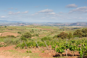 Obraz premium Vineyards in spring before harvest in the Rioja area, Spain.