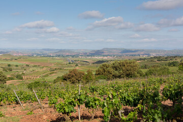 Fototapeta na wymiar Vineyards in spring before harvest in the Rioja area, Spain.