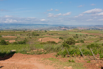 Vineyards in spring before harvest in the Rioja area, Spain.