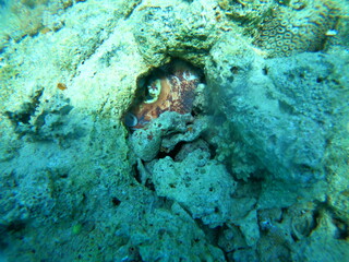 Coral reef and water plants in the Red Sea, Eilat Israel
