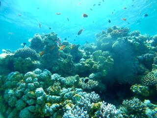 Naklejka na ściany i meble Spectacular Coral reef and water plants in the Red Sea, Eilat Israel