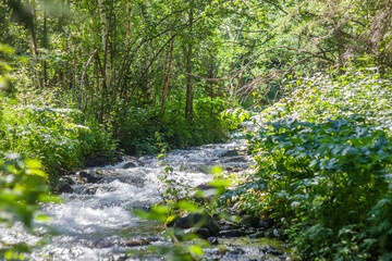 Obraz premium flowers in the forest