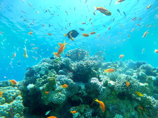 Spectacular Coral reef and water plants in the Red Sea, Eilat Israel