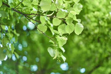 Linden tree leaves with blurred background bokeh