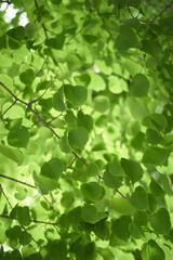 Fototapeta na wymiar Linden tree leaves with blurred background bokeh
