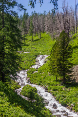 Obraz premium flowers in the forest