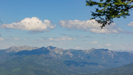 flowers in the forest