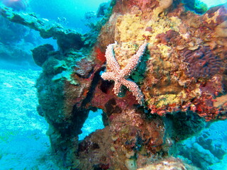 Naklejka na ściany i meble Starfish On the seabed in the Red Sea, Eilat Israel 
