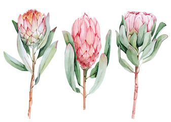 Watercolor clipart of exotic protea flowers. Pink protea. Set of flowers on a white background. For wedding invitation cards scrapbooking posters fabric planners