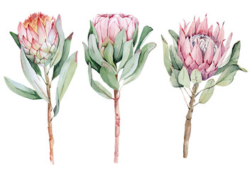 Watercolor clipart of exotic protea flowers. Pink protea. Set of flowers on a white background. For wedding invitation cards scrapbooking posters fabric planners - obrazy, fototapety, plakaty