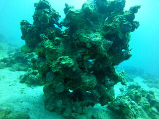 Spectacular Coral reef and water plants in the Red Sea, Eilat Israel