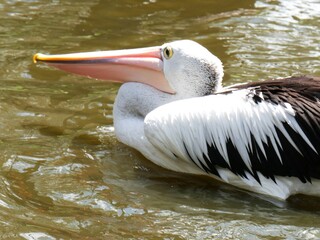 Pélican océanien flottant sur l'eau avec le cou replié sur son dos