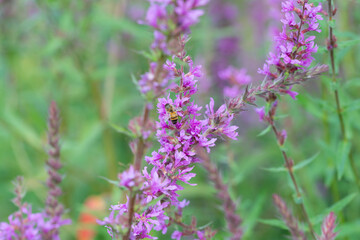 field of flowers