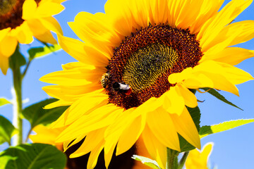 Sunflower with bee, blue sky, sunflower field
