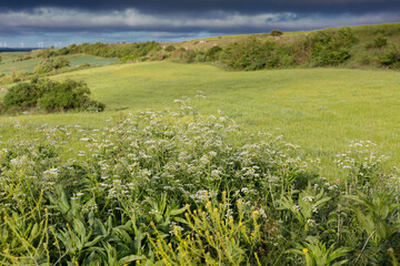 Green landscapes of Castilla, Spain in spring, pilgrims' passage area at the entrance to the city of Burgos.
