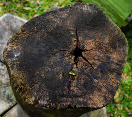 Wooden texture used to be a background for your design.