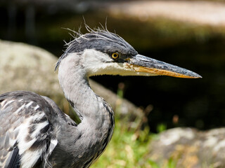 close up of a heron