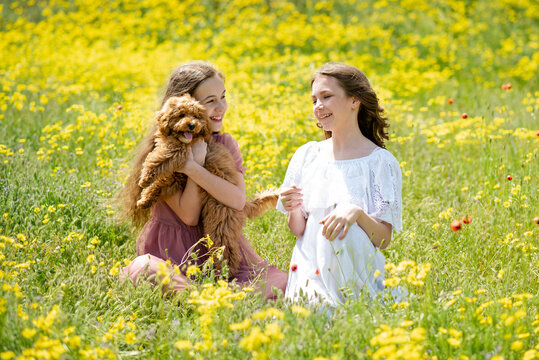 Two teenage girls with a dog in nature communicate and have fun. The dog breed toy poodle of red color. The girls are in a meadow with yellow flowers and poppies. Weekend in nature. Paint. Nature.