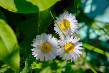 Beautiful daisies close-up, top view