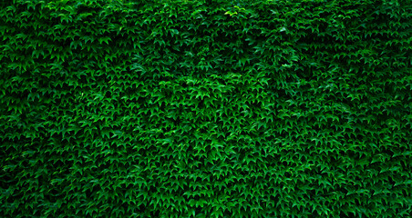 Green wall with foliage lush ivy plants.