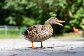 beautiful duck with a green background