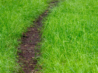 footpath leading away through the grass