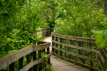 wooden bridge in the forest