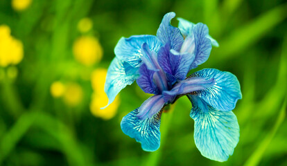 a huge blue flower on a background of yellow flowers,