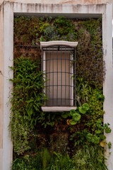Close up of isolated white window, surrounded by green plants. A wall full of hanging plants. Different colures. Nature conservation. 