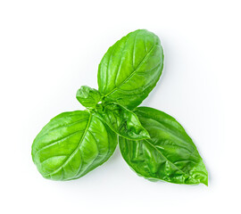Leaves of ripe, fragrant basil on a white background. Top view, close-up.