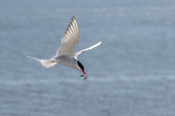 Flying arctic tern (Sterna paradisaea) with a fish in its beak over the blue sea, the elegant migration bird has the longest route from Arctic to Antarctic, copy space