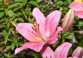 Flower Lily Asian hybrid varieties Demeter light pink after rain in the summer garden 