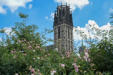 St. Salvator Church Duisburg behind a rose hedge, the Gothic basilica is today a Protestant city...