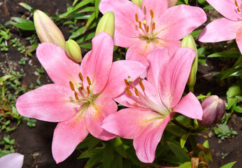 Flower Lily Asian hybrid varieties Demeter light pink after rain in the summer garden 