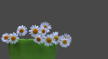 Bouquet of chamomile wildflowers in a green flower pot isolated on a gray background.