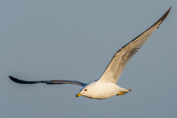 A ringed-bill seagull, Larus delawarensis, lit by the morning sun as it flies above Lake Michigan at Grand Haven, Michigan.