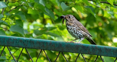 Song Thrush (Turdus philomelos) with bread in its beak.