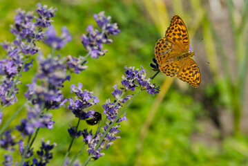 Silver-washed Fritillary butterfly (Argynnis paphia) sitting on lavender in Zurich, Switzerland